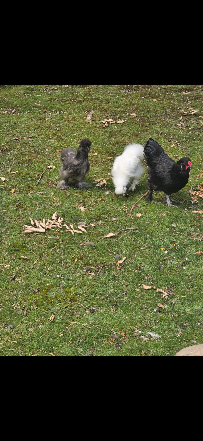 JOE'S Place #1 chickens and outdoor area
