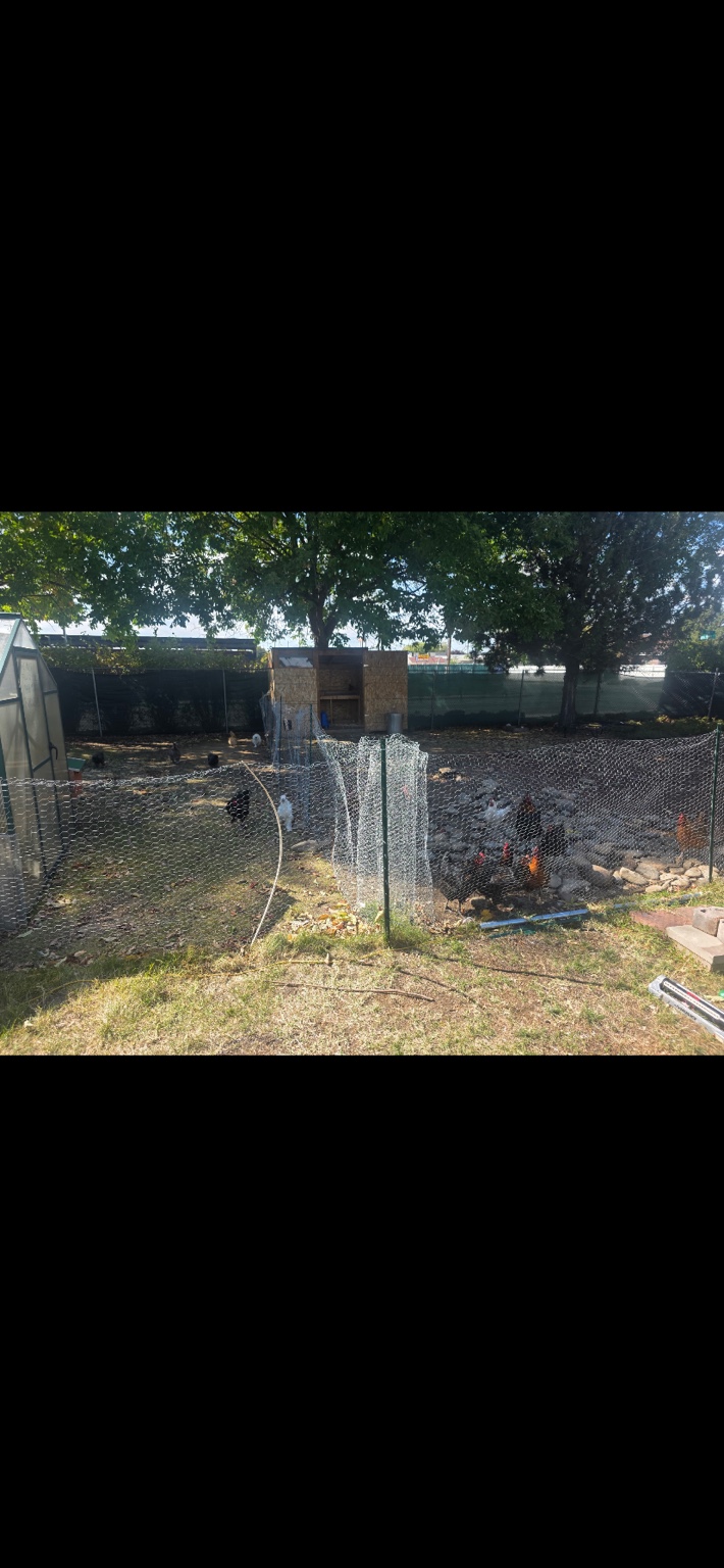 JOE'S Place #1 outdoor chicken area